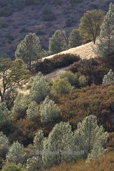 sierra foothills gray pines 1 graphic